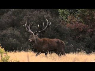 Nosler's Magnum TV  - South Island Red Stag