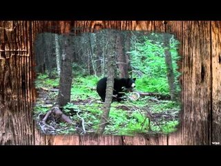 Just Us Hunting - No Help from Above