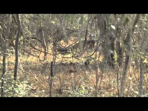 Relentless Pursuit - Tree Dogs