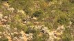 Extreme Outer Limits TV - Long Range Nyala, Warthog and Duiker in South Africa