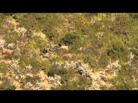 Extreme Outer Limits TV - Long Range Nyala, Warthog and Duiker in South Africa