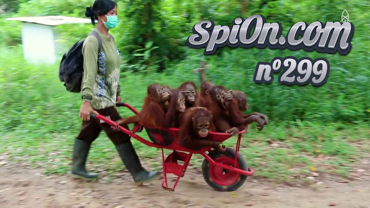 Le Zap de Spi0n.com n°299 - Zapping Web