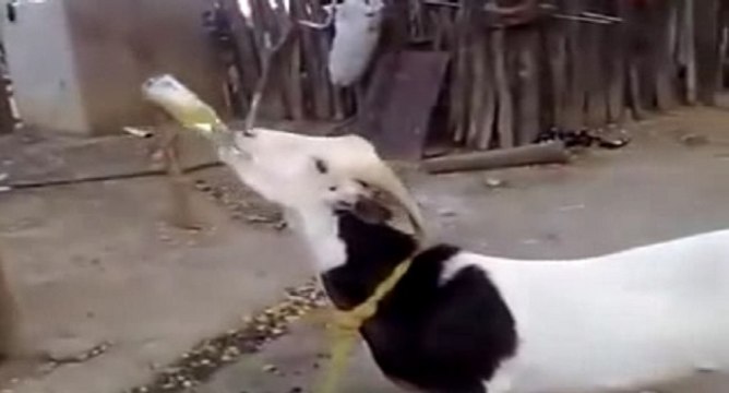 Cette chèvre aime boire de la bière