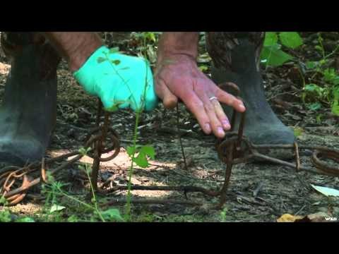 Maximus Outdoor Adventures - Bear Hunt and Offshore Fishing