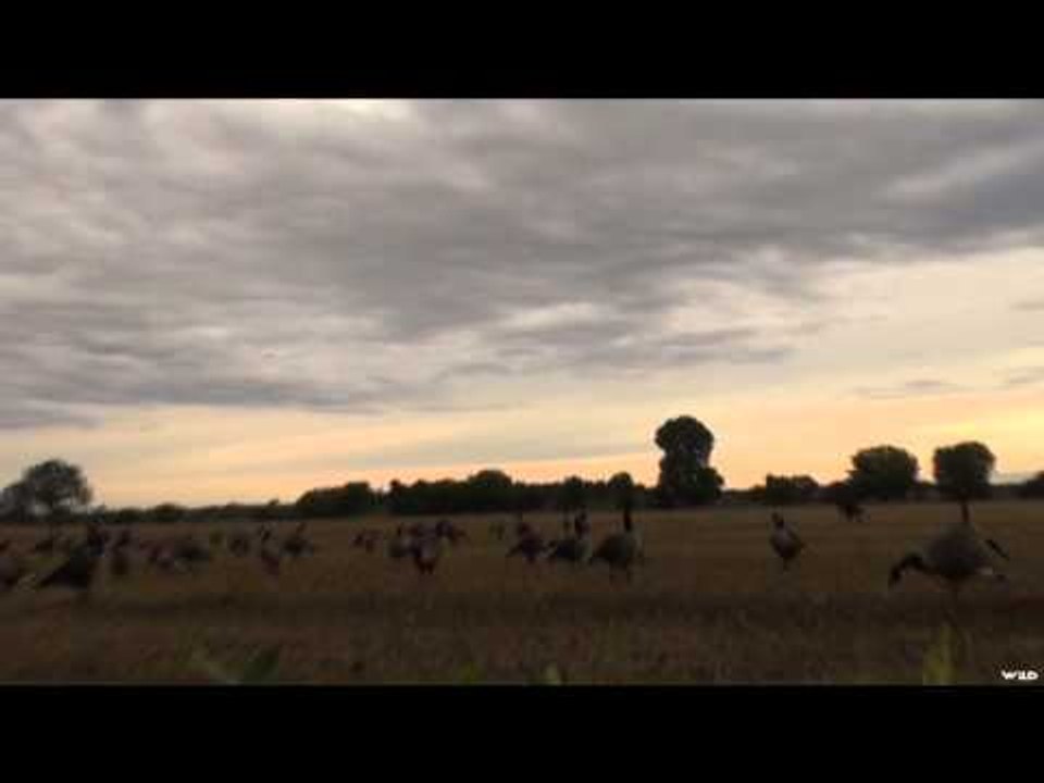 Team Fall Brawl TV - Heavy Migration
