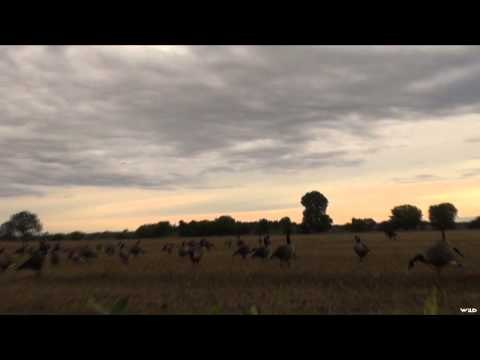 Team Fall Brawl TV - Heavy Migration