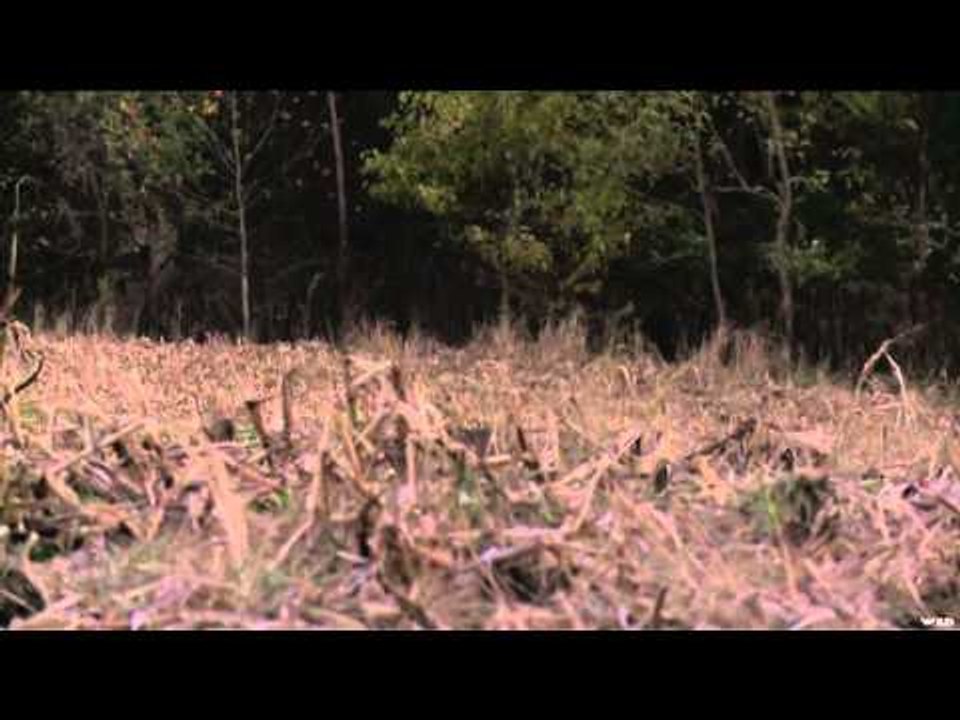 Gold Tip's Name The Game - The Lafferty Farm Part 2