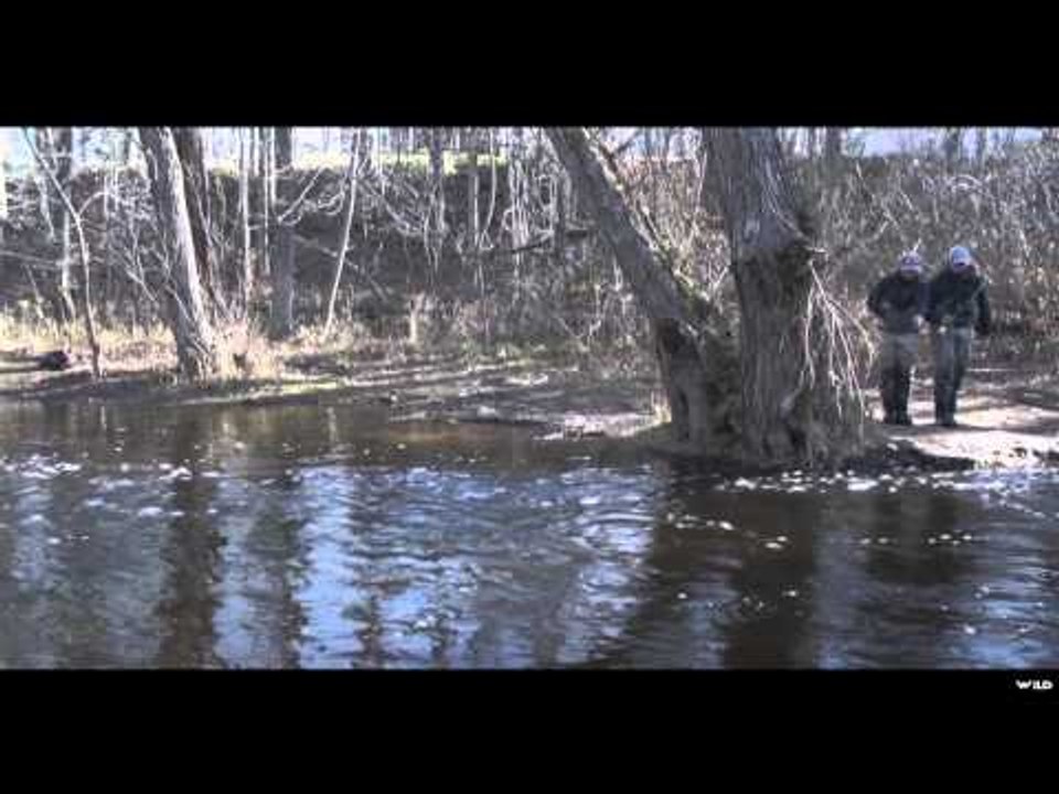 In the Loop - Salmon River