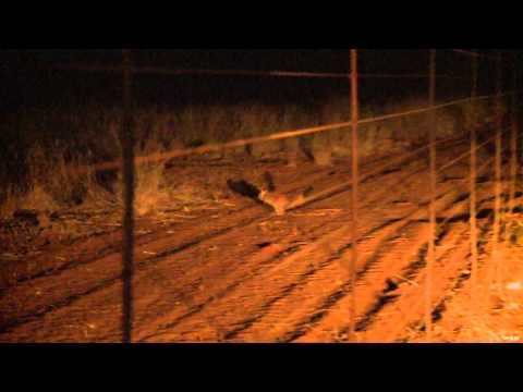 Relentless Pursuit - Little Big Time