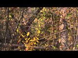Archer's Choice - Yukon Moose with MacMillan River Adventures Part 2