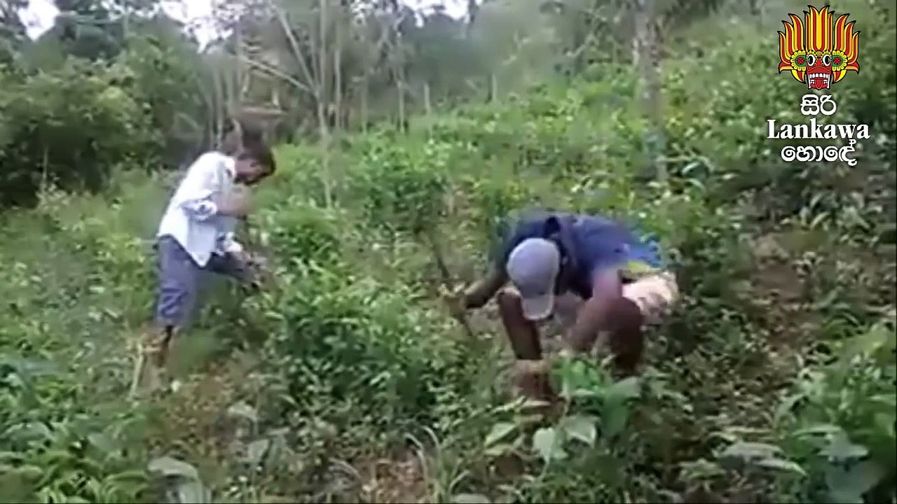 Nago Nago Sri Lankan version