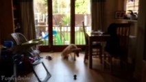 Funny Dogs Sliding on Wood Floors - Best Dogs Videos