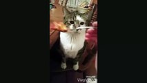 The cat who does not like human food