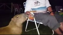 WATCH: Capybara drinking beer, Brazilian man gives beer to a giant rodent