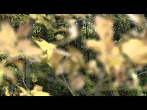 Dallas Safari Club's Tracks Across Africa - Central Botswana Elephant