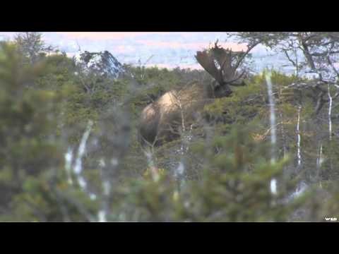 Woods n' Water's North American Big Game Adventures - Fly-In for Canadian Moose with Grey River