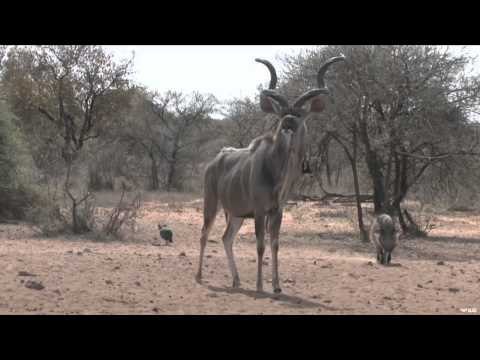 Hunting with HECS - South African HECS Adventure