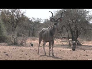 Hunting with HECS - South African HECS Adventure