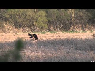 Mathews TV with Dave Watson - Turkey Hunting Fanatics