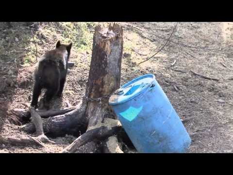 Maximus Outdoor Adventures - Bear Hunting & Fishing