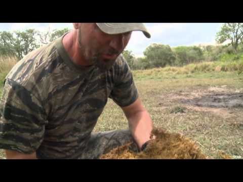 Relentless Pursuit - Mozambique Diker