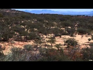 Dead Dog Walkin' - Coyote Loco Pt.3