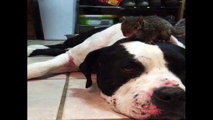 Dog Doesn't Like Cat Getting Near His Squirrel
