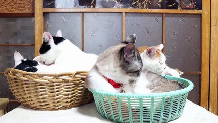 かごの中で毛づくろい Grooming of the cat 2016#1