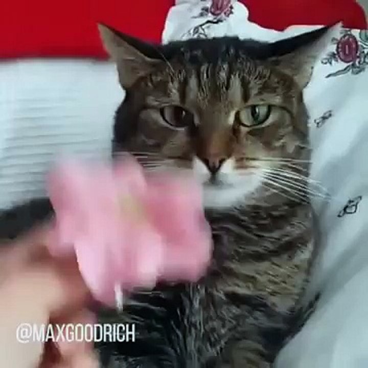 Cat Transcendence