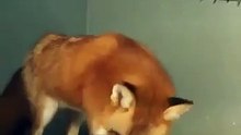 Лиса решила, что простыня — это снег