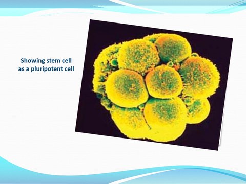 Stem Cells Therapy in India at Clinicounselors