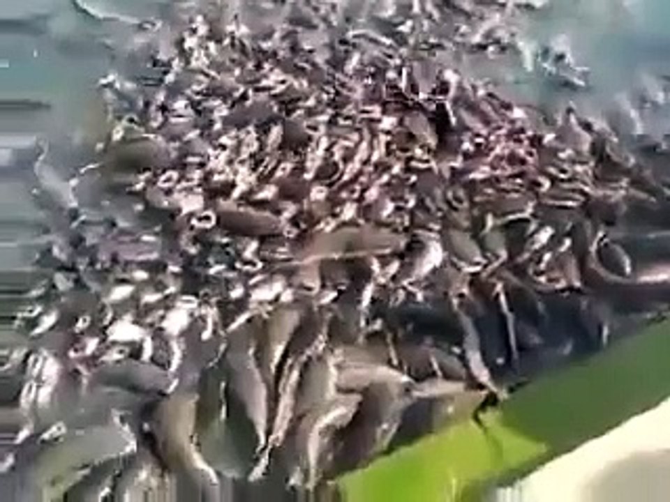 Funniest Ever WhatsApp Videos