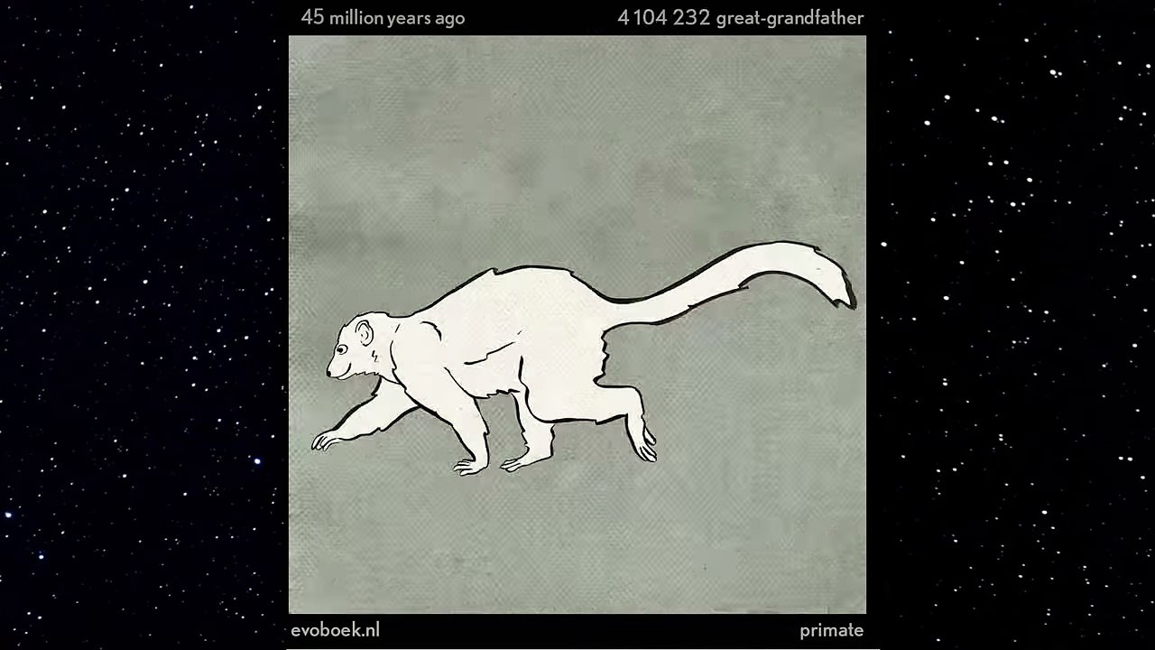 550 Million Years in 40 Seconds