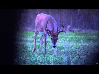 Canada in the Rough  - September Giant