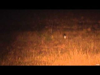 Predator Pursuit with Jeff Thomason - Texas