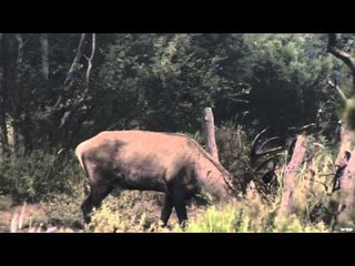 Nosler's Magnum TV  - La Pampa Argentina Stag Part 2