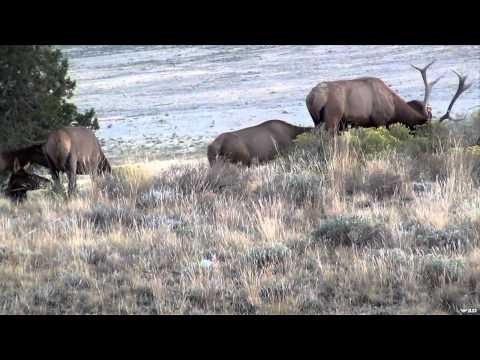 Woods n' Water's North American Big Game Adventures - Kate's Woodland Caribou
