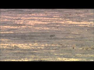 FOXPRO Furtakers - California