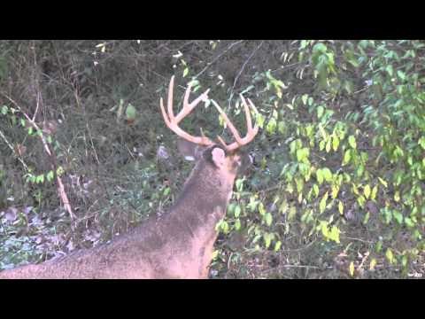 Relentless Pursuit - Luey