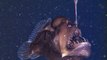 Морской Чёрт - впервые на видео,в естественной среде обитания