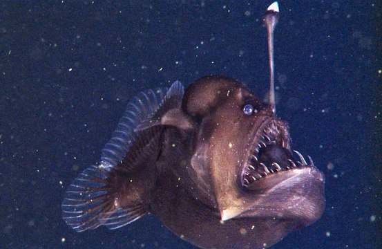 Морской Чёрт - впервые на видео,в естественной среде обитания