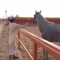 Don't mess with angry horse