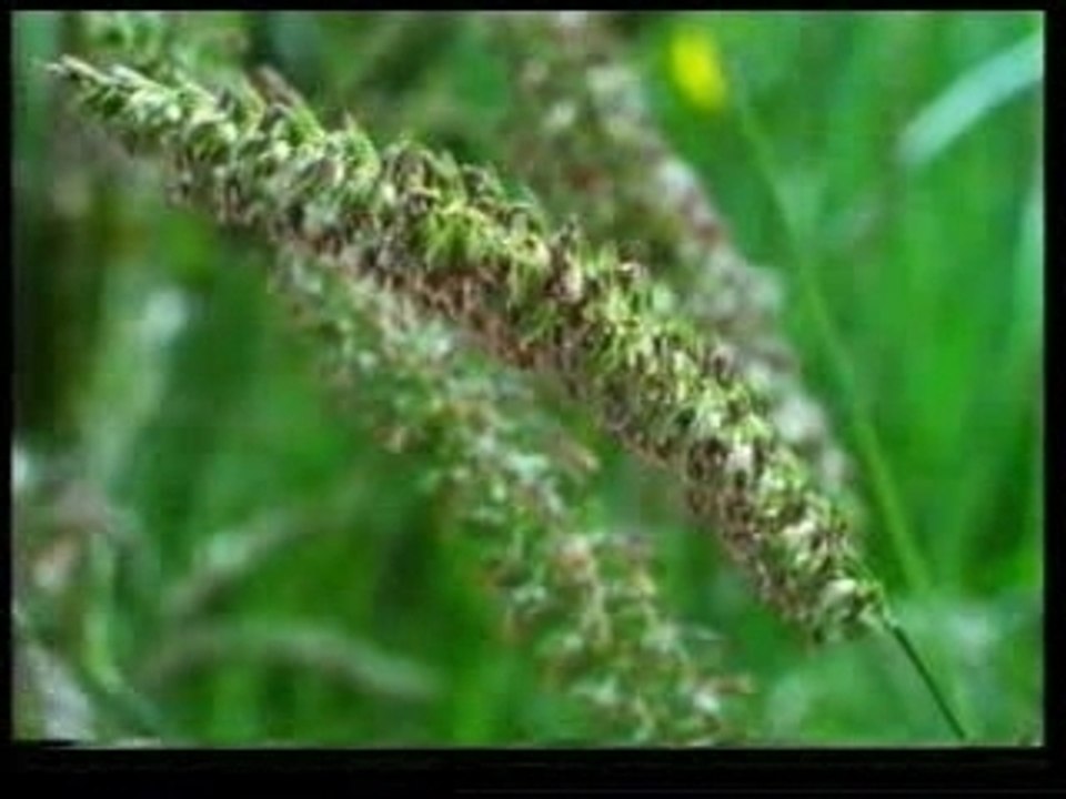 BITKILERIN DÜNYASI I