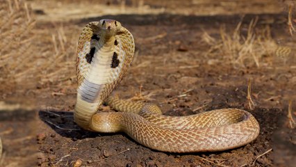Top 5 Venomous Animals that Could Save Your life