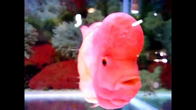 World's Most Amazing Fishes Video - YouTube