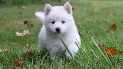 Top 10 Cutest and Smallest Dog Breeds In the World 2016