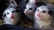 They are eating with great seriousness! Adorable Opossums