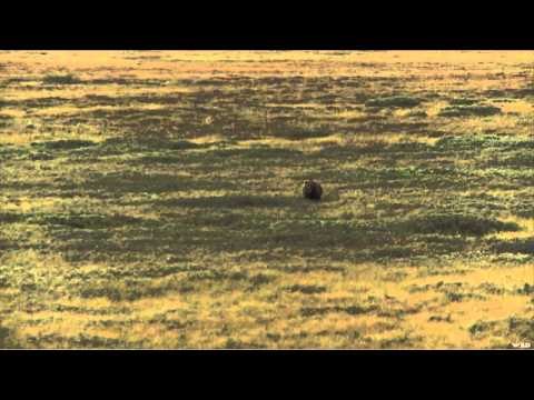 Steve's Outdoor Adventures - Alaskan Brown Bear