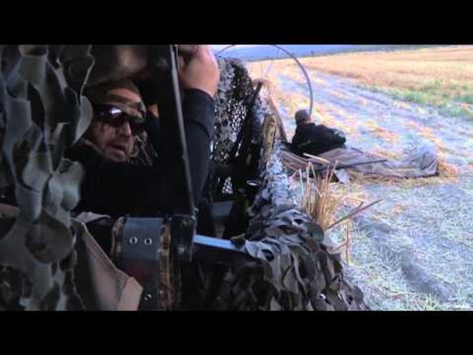 Mojo TV - Pigeons, Pigeons, Pigeons!