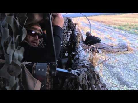 Mojo TV - Pigeons, Pigeons, Pigeons!